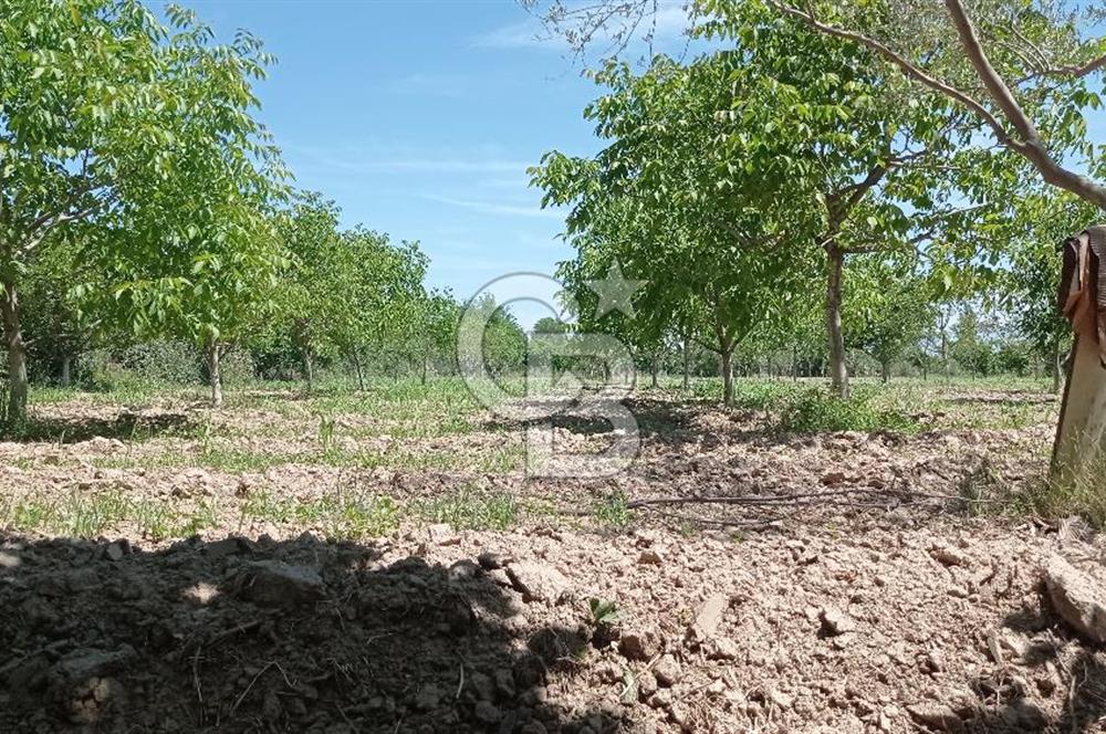 NAZİLLİ SOĞUKKUYU’DA SATILIK 3.550 m² VERİMLİ TARLA