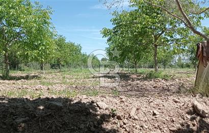 NAZİLLİ SOĞUKKUYU’DA SATILIK 3.550 m² VERİMLİ TARLA