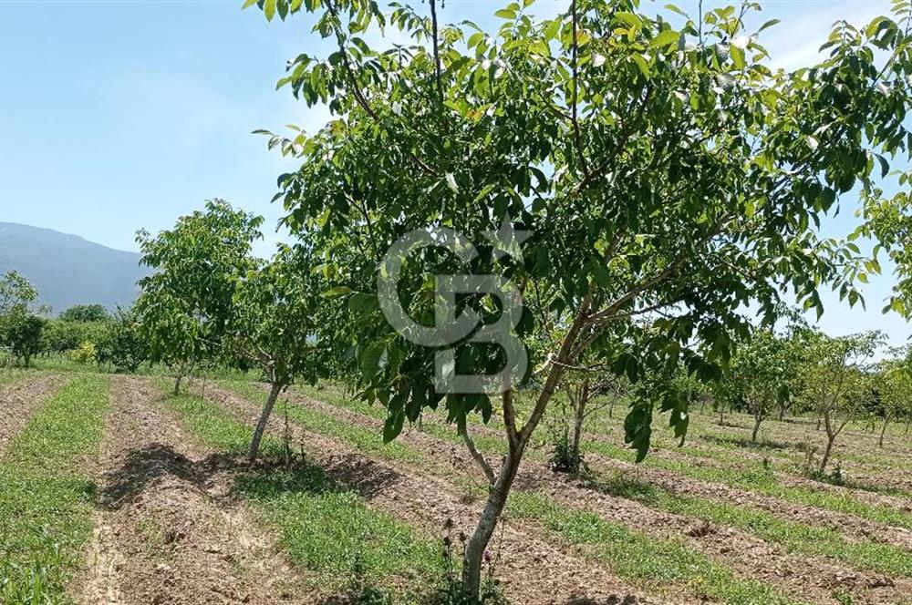 NAZİLLİ SOĞUKKUYU’DA SATILIK 3.550 m² VERİMLİ TARLA