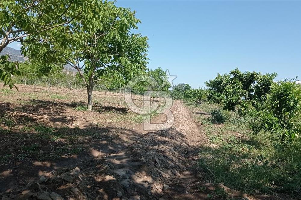 NAZİLLİ SOĞUKKUYU’DA SATILIK 3.550 m² VERİMLİ TARLA