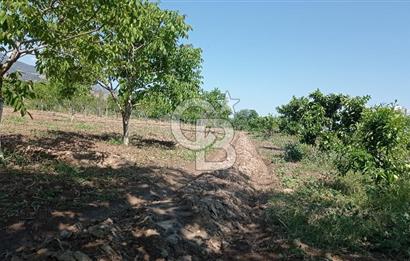 NAZİLLİ SOĞUKKUYU’DA SATILIK 3.550 m² VERİMLİ TARLA