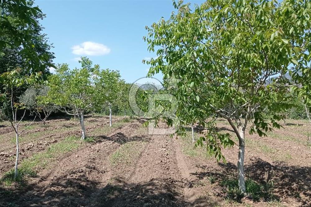 NAZİLLİ SOĞUKKUYU’DA SATILIK 3.550 m² VERİMLİ TARLA