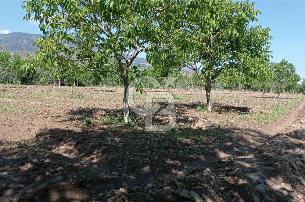 NAZİLLİ SOĞUKKUYU’DA SATILIK 3.550 m² VERİMLİ TARLA
