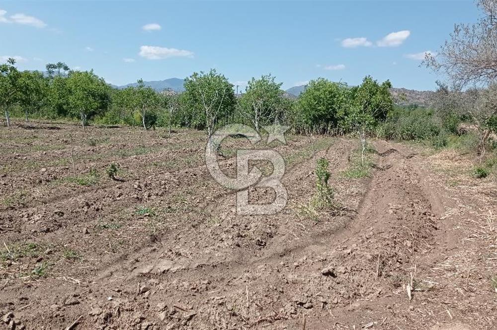 NAZİLLİ SOĞUKKUYU’DA SATILIK 3.550 m² VERİMLİ TARLA
