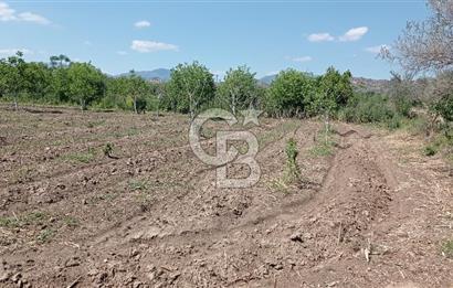 NAZİLLİ SOĞUKKUYU’DA SATILIK 3.550 m² VERİMLİ TARLA