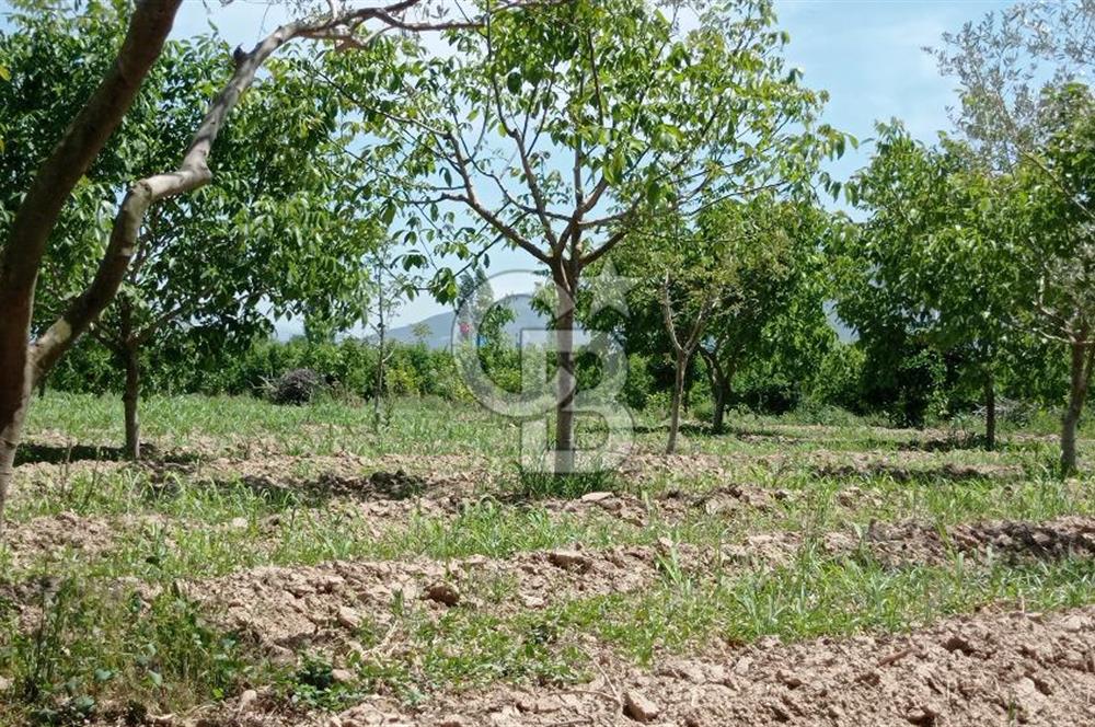 NAZİLLİ SOĞUKKUYU’DA SATILIK 3.550 m² VERİMLİ TARLA