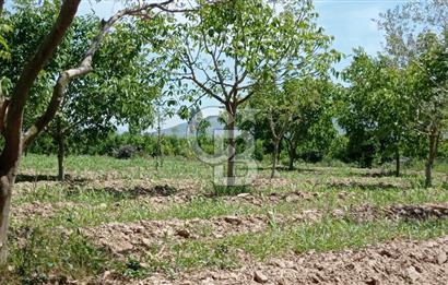 NAZİLLİ SOĞUKKUYU’DA SATILIK 3.550 m² VERİMLİ TARLA