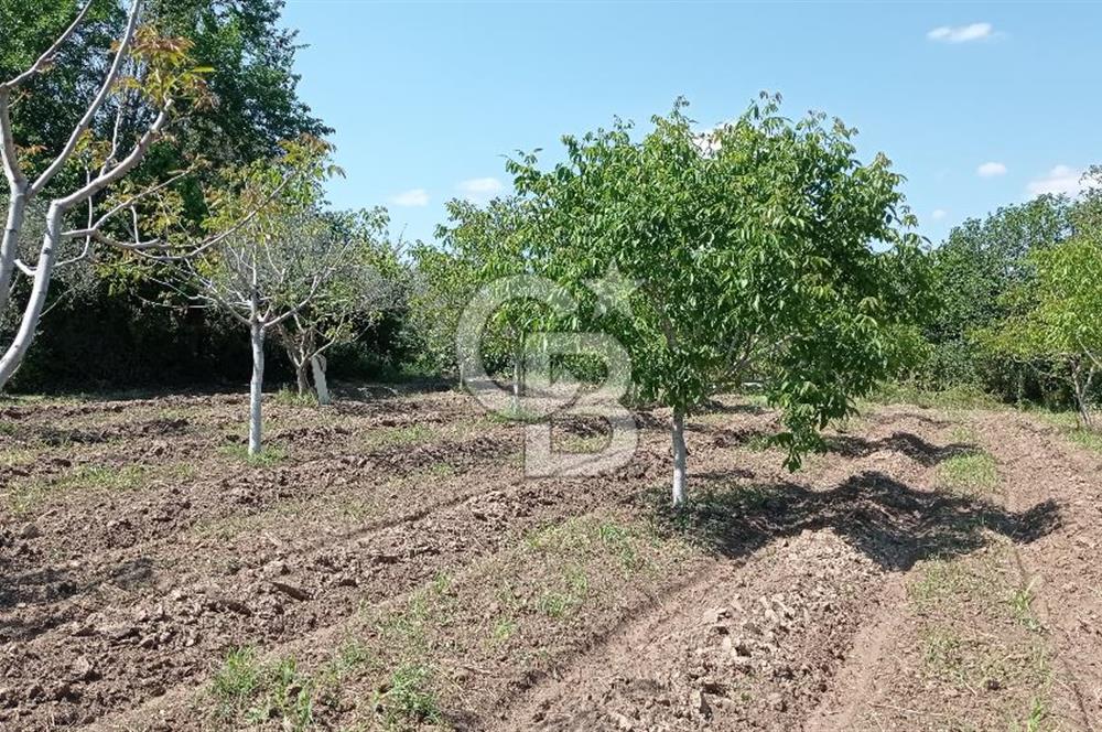 NAZİLLİ SOĞUKKUYU’DA SATILIK 3.550 m² VERİMLİ TARLA