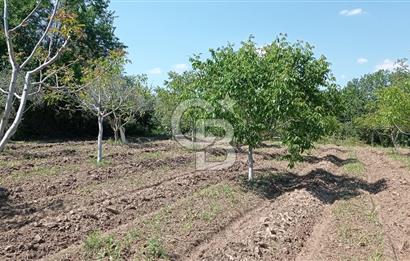 NAZİLLİ SOĞUKKUYU’DA SATILIK 3.550 m² VERİMLİ TARLA