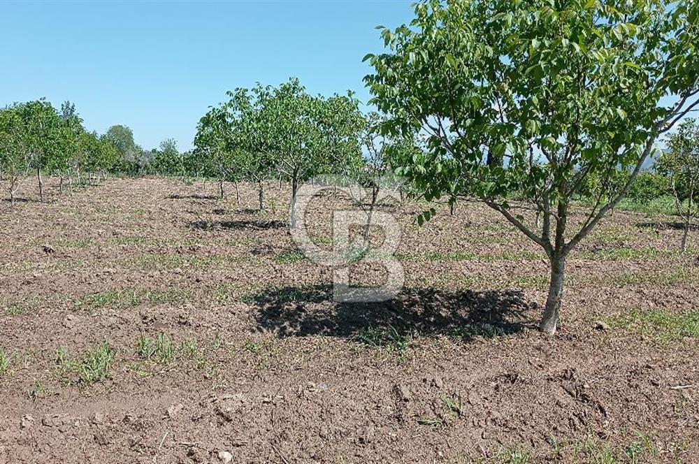 NAZİLLİ SOĞUKKUYU’DA SATILIK 3.550 m² VERİMLİ TARLA