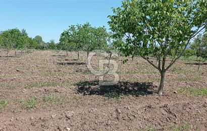 NAZİLLİ SOĞUKKUYU’DA SATILIK 3.550 m² VERİMLİ TARLA