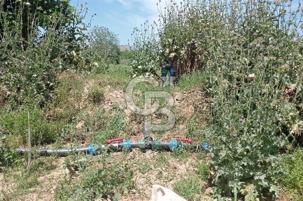 NAZİLLİ SOĞUKKUYU’DA SATILIK 3.550 m² VERİMLİ TARLA