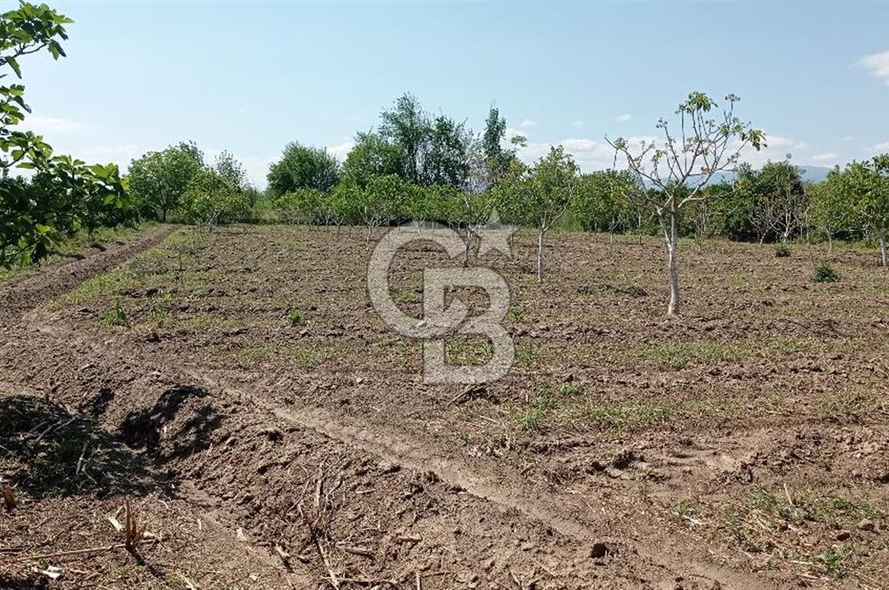 NAZİLLİ SOĞUKKUYU’DA SATILIK 3.550 m² VERİMLİ TARLA