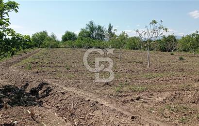 NAZİLLİ SOĞUKKUYU’DA SATILIK 3.550 m² VERİMLİ TARLA
