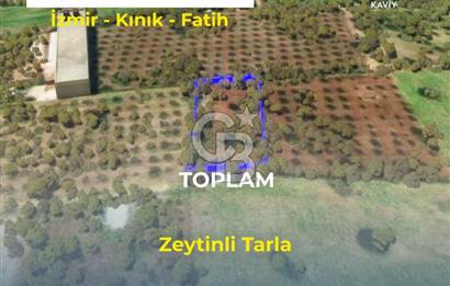 İZMİR KINIK FATİH MAHALLESİNDE SATILIK ZEYTİNLİ TARLA