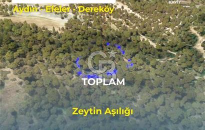 AYDIN EFELER DEREKÖY'DE SATILIK TARLA