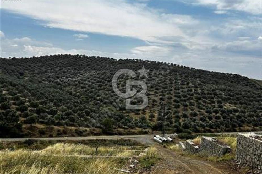 Seferihisar Çolakibrahimbey ARSA 