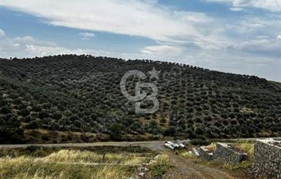Seferihisar Çolakibrahimbey ARSA 