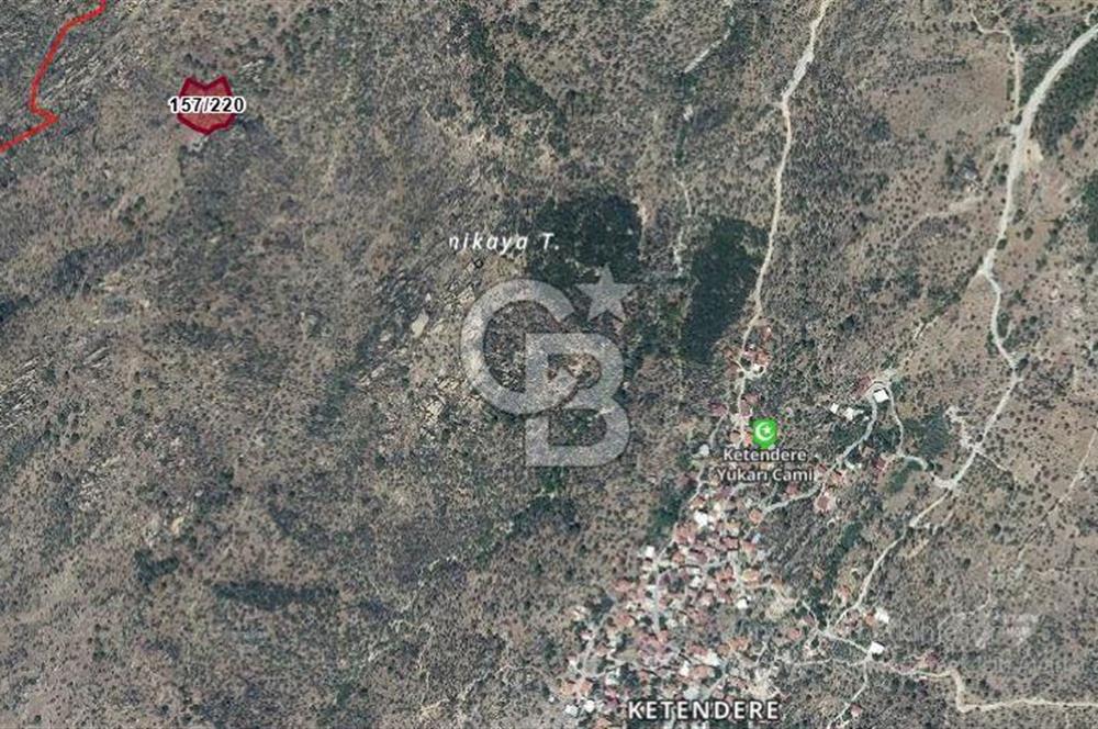 Muğla Milasta Satılık Yatırımlık Zeytinlik