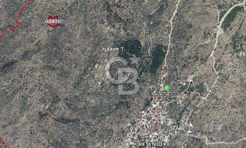 Muğla Milasta Satılık Yatırımlık Zeytinlik