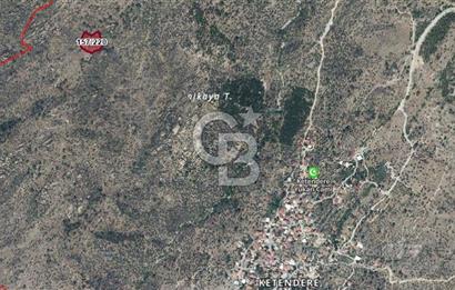Muğla Milasta Satılık Yatırımlık Zeytinlik
