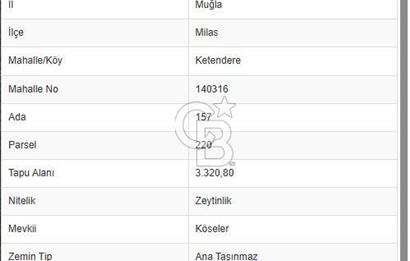 Muğla Milasta Satılık Yatırımlık Zeytinlik