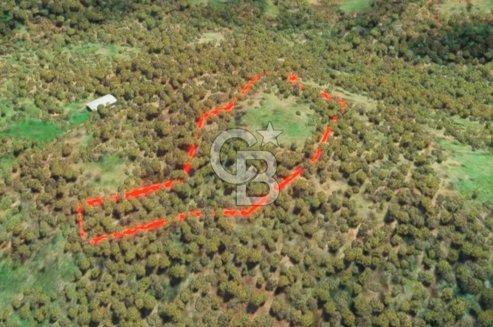 ÇANAKKALE YENİCE SEYVAN KÖYÜ YAN YANA SATILIK 2 ADET TARLA