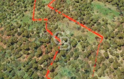 ÇANAKKALE YENİCE SEYVAN KÖYÜ YAN YANA SATILIK 2 ADET TARLA