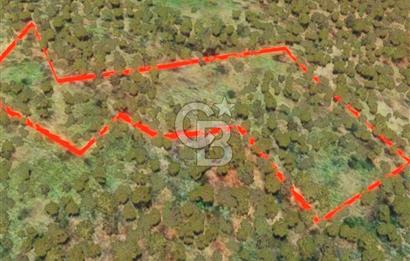 ÇANAKKALE YENİCE SEYVAN KÖYÜ YAN YANA SATILIK 2 ADET TARLA