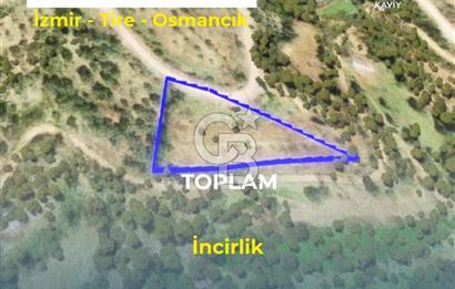 İZMİR TİRE'DE İNCİRLİK NİTELİKLİ SATILIK TARLA