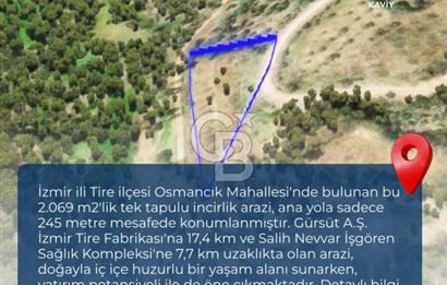 İZMİR TİRE'DE İNCİRLİK NİTELİKLİ SATILIK TARLA