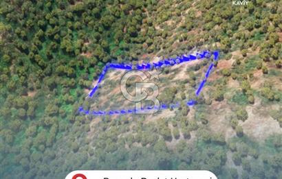 İZMİR BAYINDIR DERNEKLİ'DE SATILIK ZEYTİNLİK
