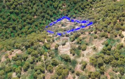 İZMİR BAYINDIR DERNEKLİ'DE SATILIK ZEYTİNLİK