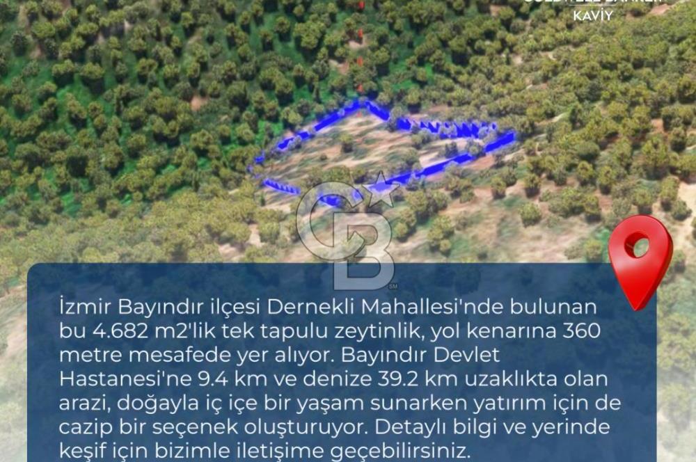 İZMİR BAYINDIR DERNEKLİ'DE SATILIK ZEYTİNLİK