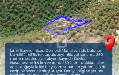 İZMİR BAYINDIR DERNEKLİ'DE SATILIK ZEYTİNLİK