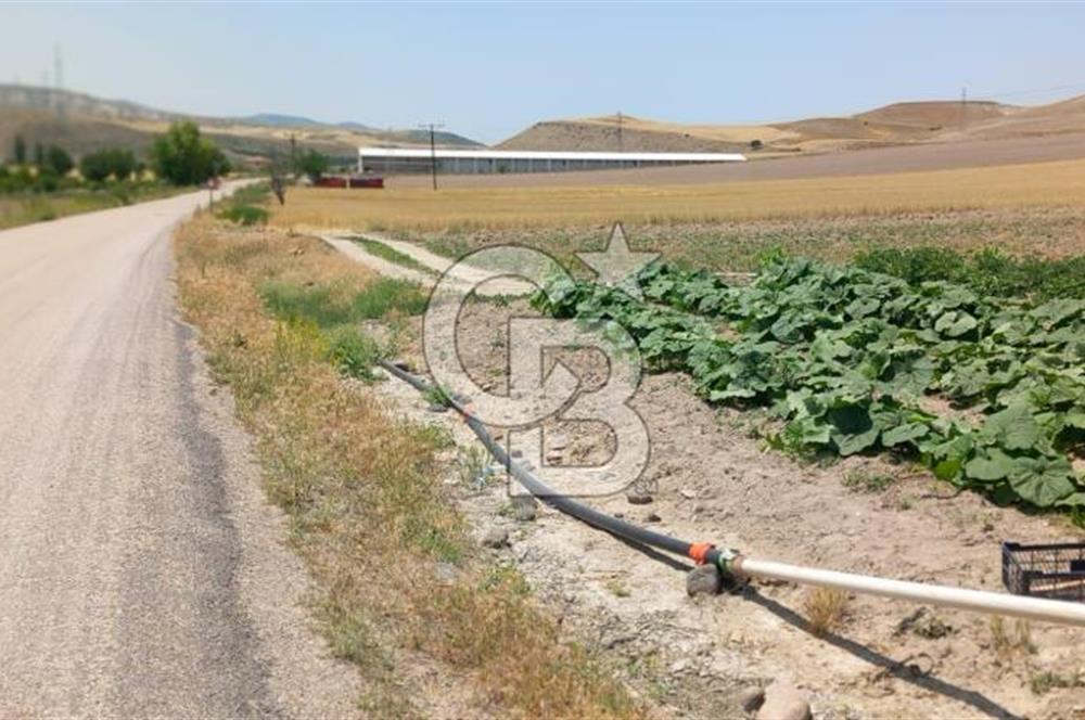 BEYPAZARI AKÇAKAVAK KÜMEEVLER YOLU ÜZERİ SATILIK TARLA 5.650 M2