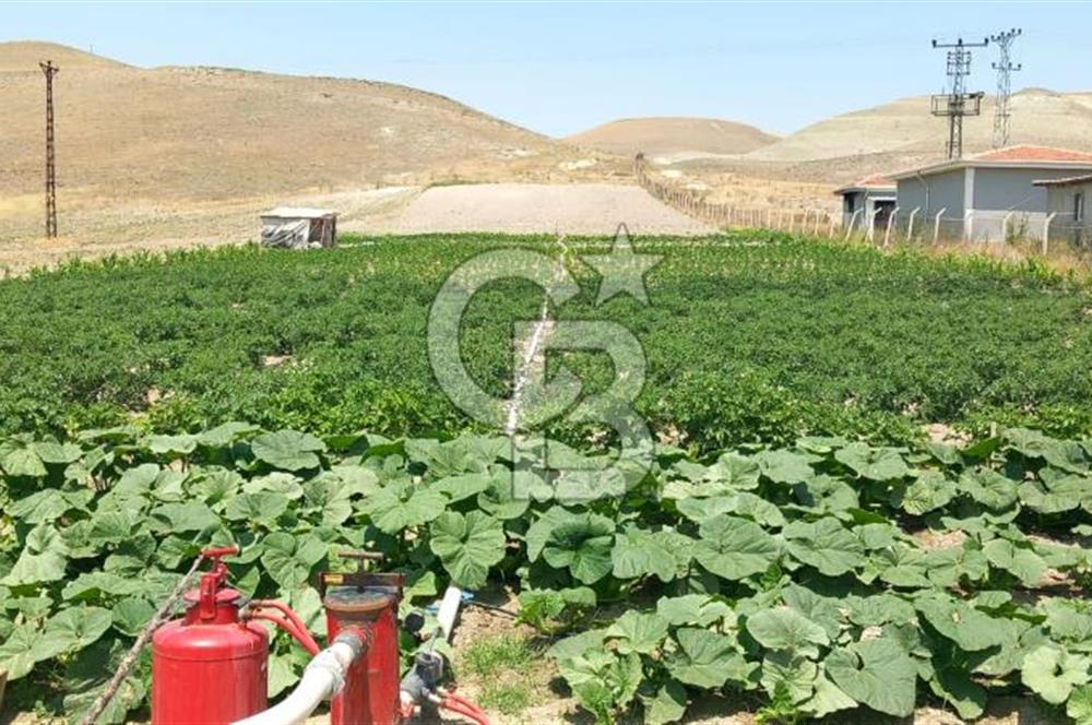 BEYPAZARI AKÇAKAVAK KÜMEEVLER YOLU ÜZERİ SATILIK TARLA 5.650 M2