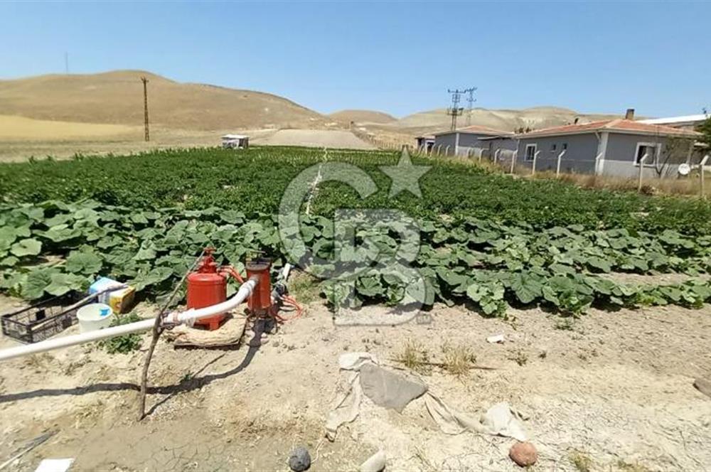 BEYPAZARI AKÇAKAVAK KÜMEEVLER YOLU ÜZERİ SATILIK TARLA 5.650 M2