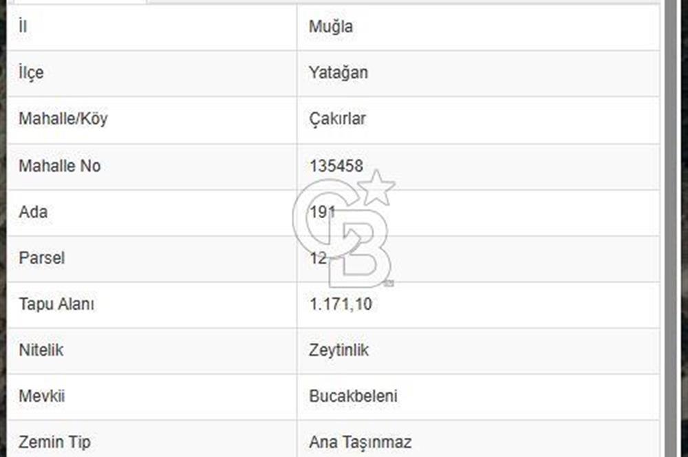 Muğla Yatağanda Yatırımlık Zeytinlik