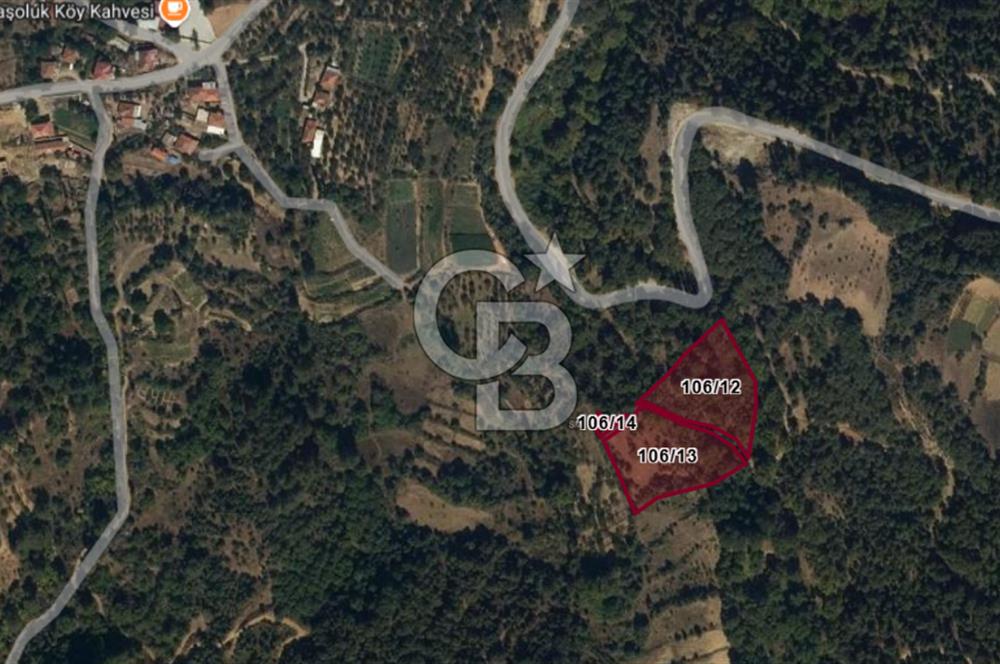 Aydın Kuyucak Taşoluk Mah. 8.500 M² Satılık Tarla