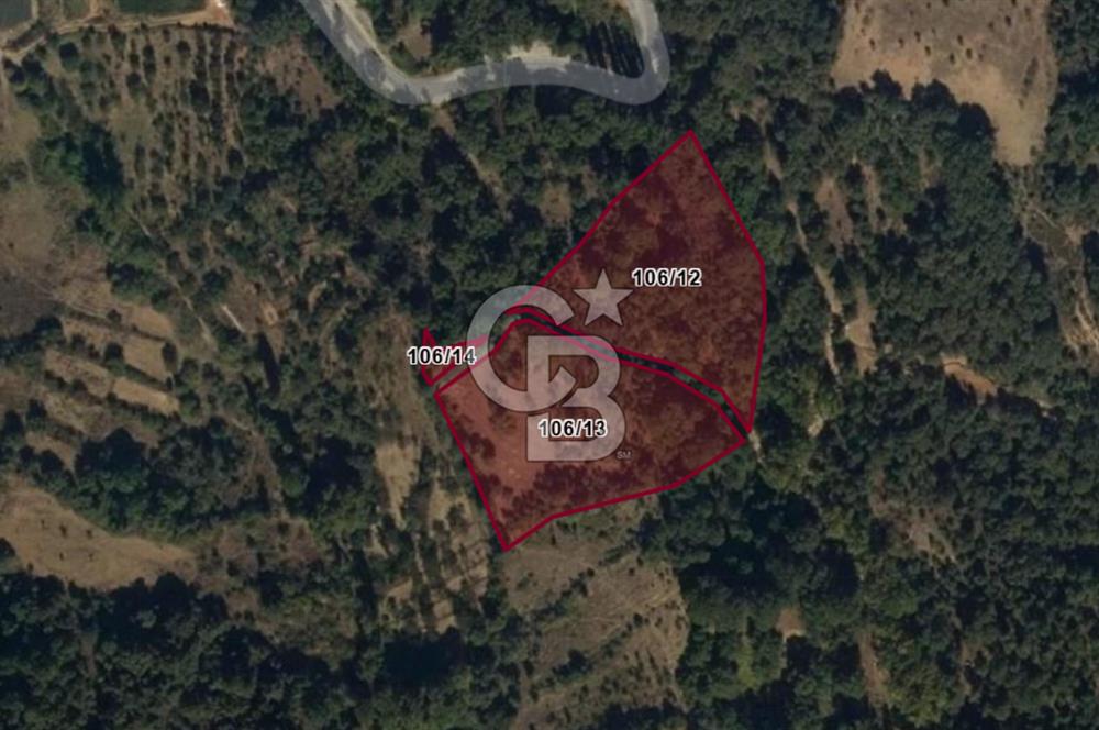 Aydın Kuyucak Taşoluk Mah. 8.500 M² Satılık Tarla