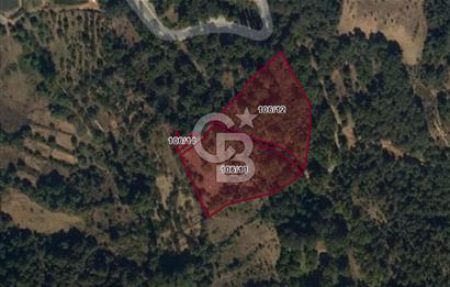 Aydın Kuyucak Taşoluk Mah. 8.500 M² Satılık Tarla