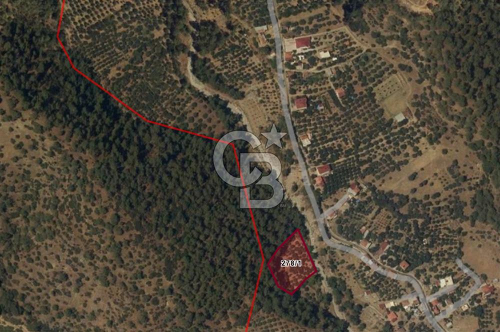 Aydın Kuyucak Gencelli Mah. 3.801 M² Satılık Tarla