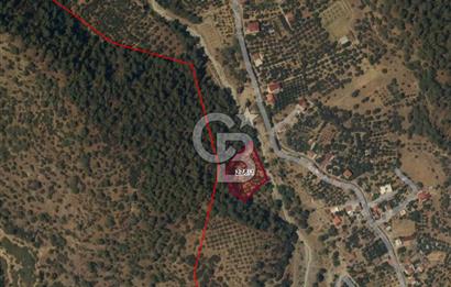 Aydın Kuyucak Gencelli Mah. 3.801 M² Satılık Tarla