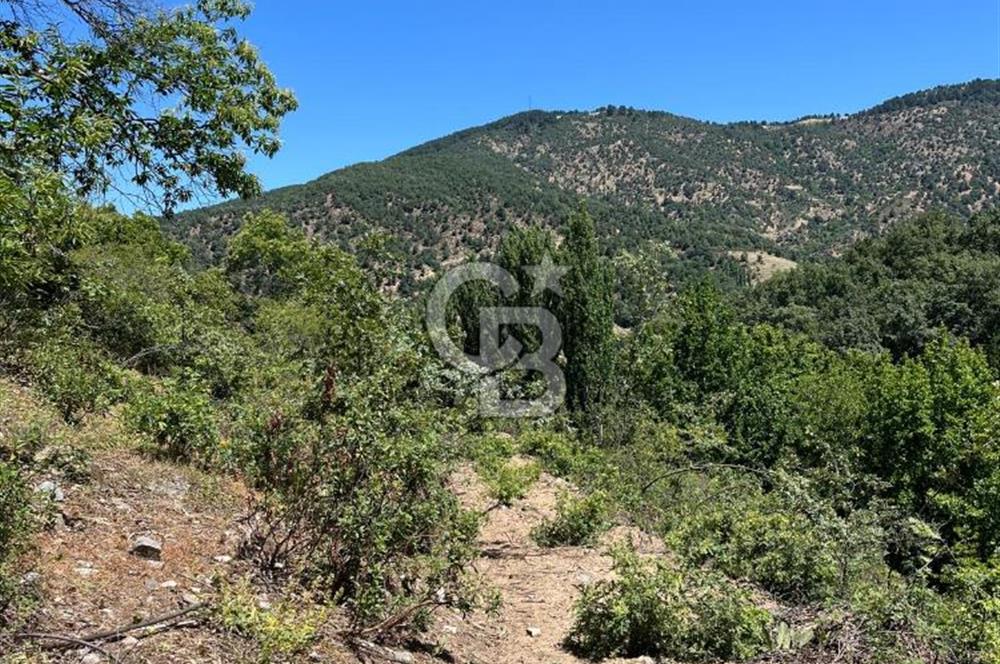 Aydın Kuyucak Taşoluk Mah. 8.500 M² Satılık Tarla