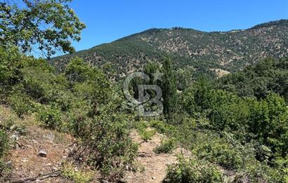 Aydın Kuyucak Taşoluk Mah. 8.500 M² Satılık Tarla