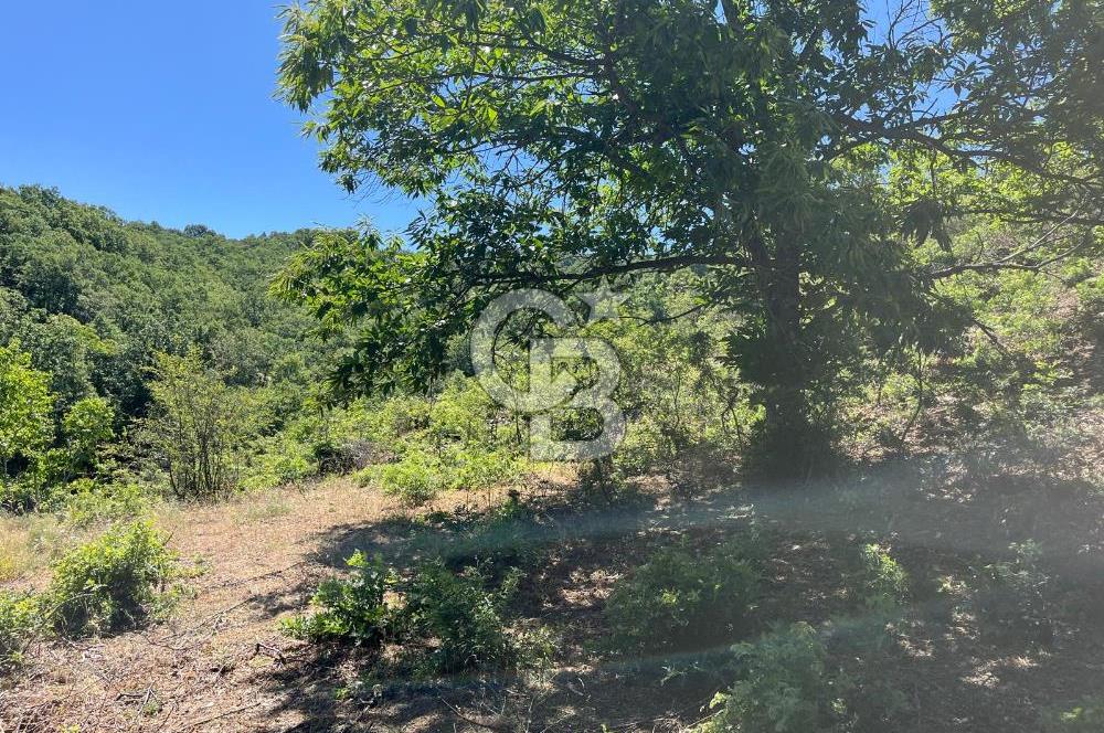 Aydın Kuyucak Taşoluk Mah. 8.500 M² Satılık Tarla