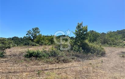 Aydın Kuyucak Taşoluk Mah. 8.500 M² Satılık Tarla