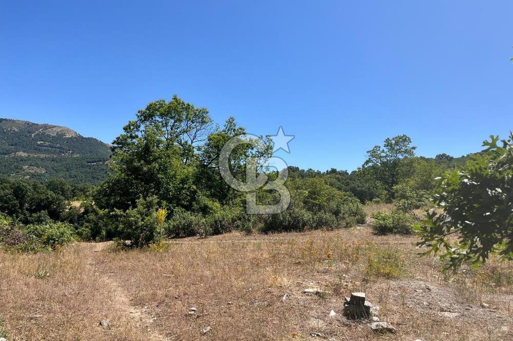 Aydın Kuyucak Taşoluk Mah. 8.500 M² Satılık Tarla