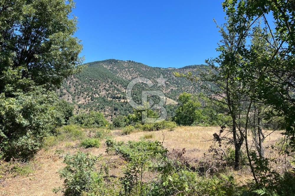 Aydın Kuyucak Taşoluk Mah. 8.500 M² Satılık Tarla